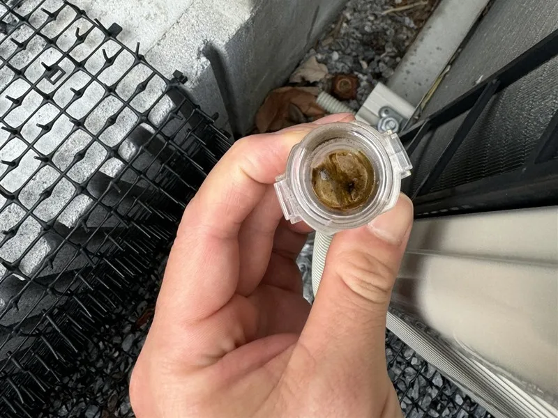 ドレンホースから外した防虫弁の中をのぞくと、茶色の汚れが詰まっている